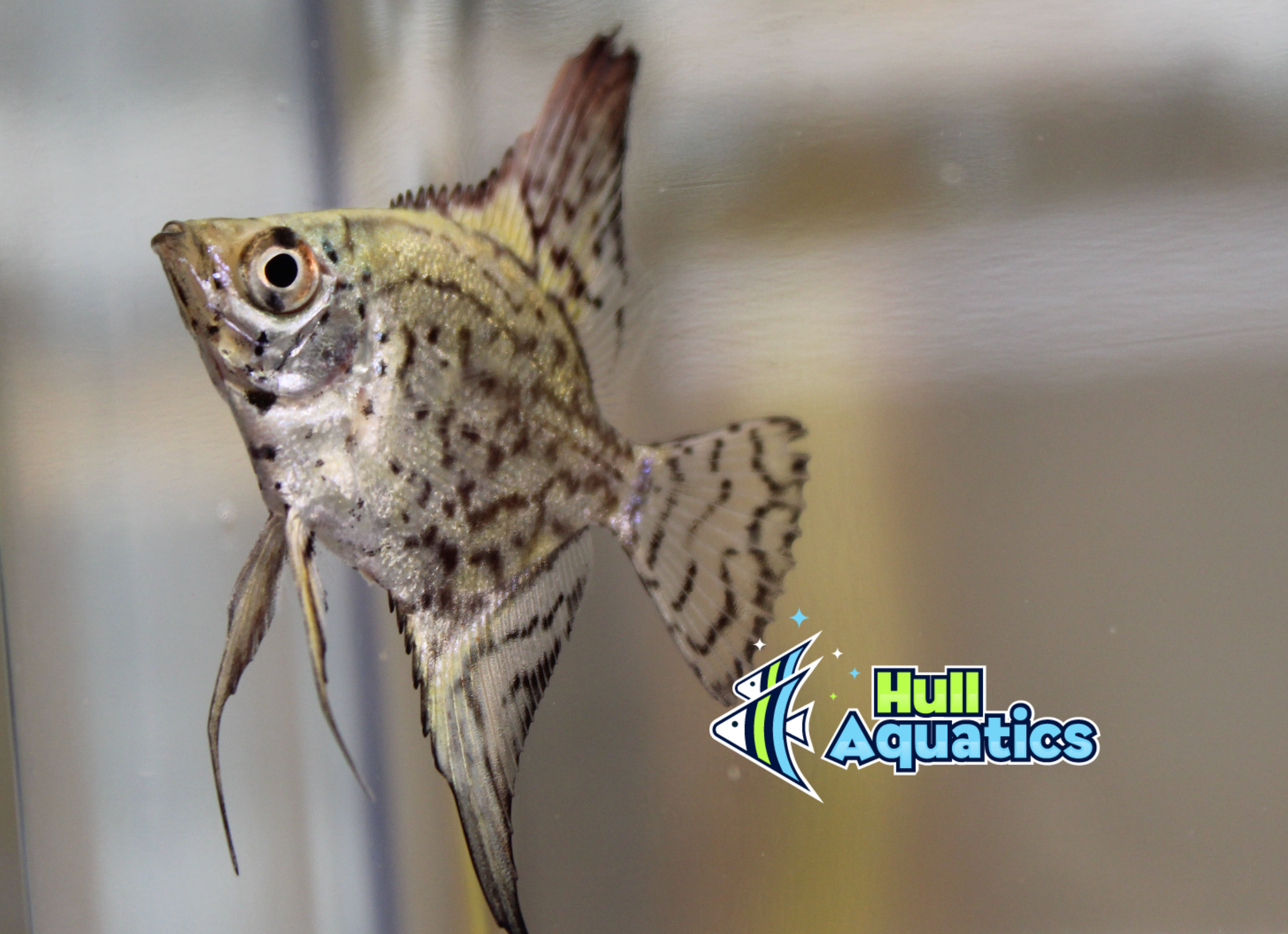 smokey leopard angelfish