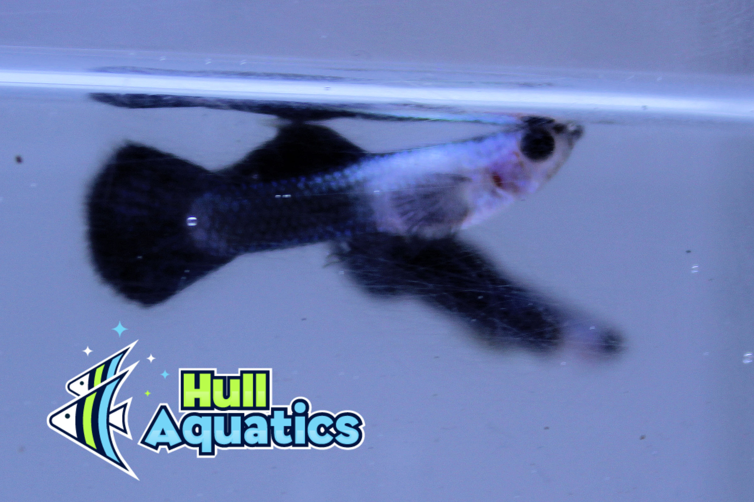 black panda guppy