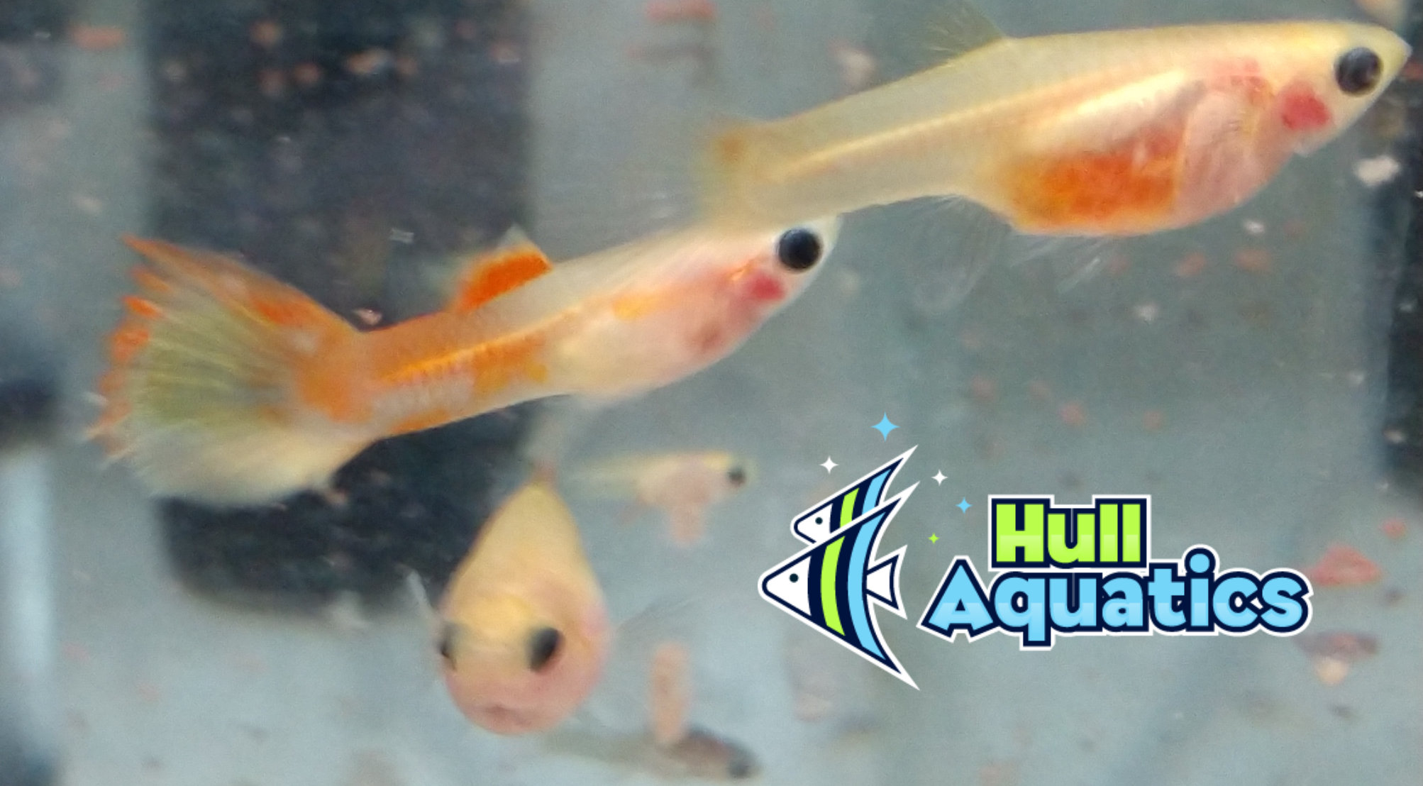 Blond Body Glass Belly Guppy Young (6)