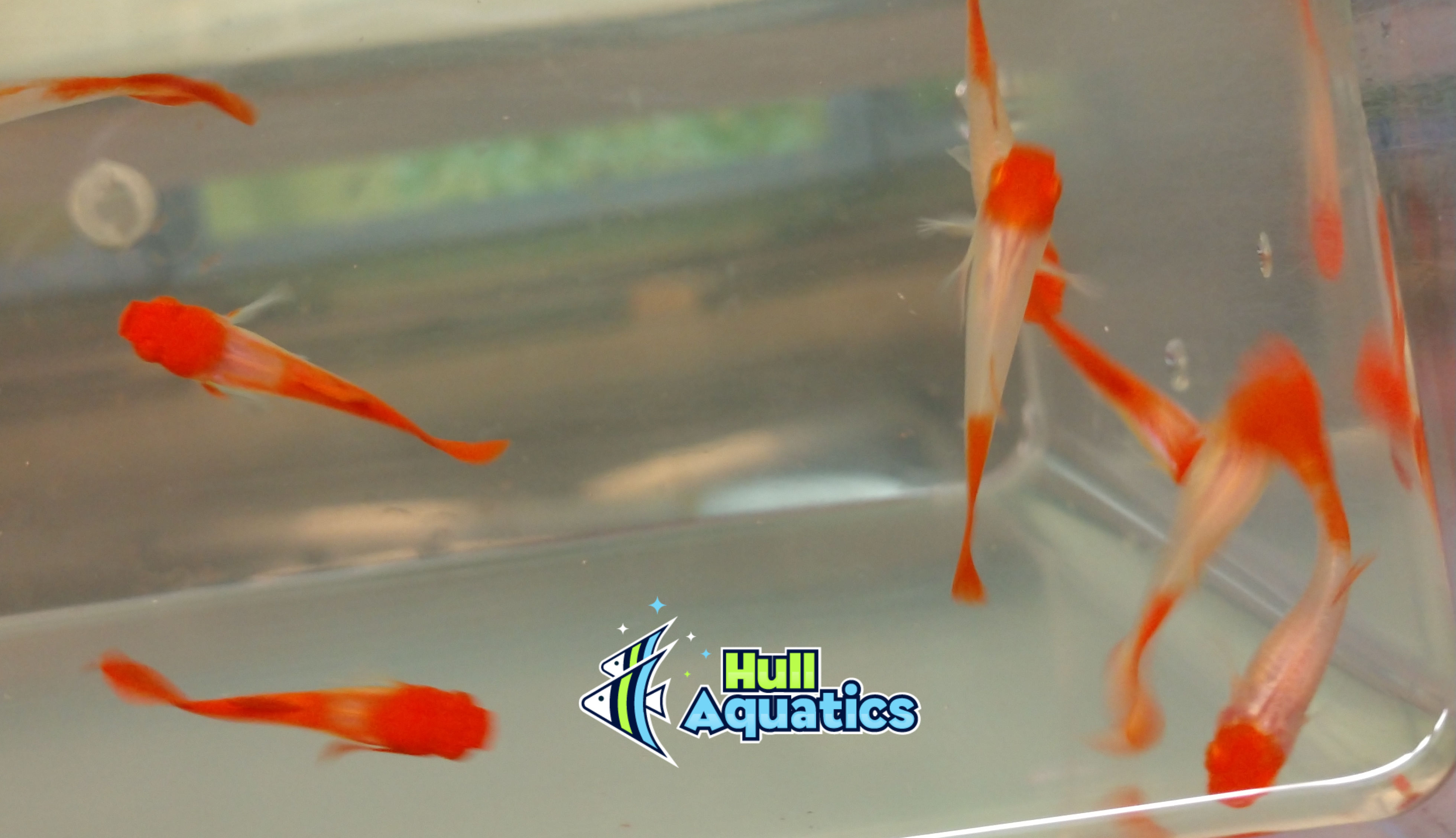 albino red koi guppy